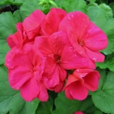 americana-cherry-rose-geranium-plants-for-sale