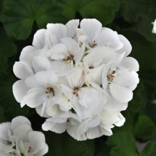 Americana White Geranium Plants for Sale