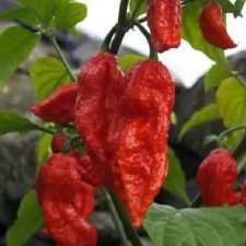 Bhut Jolokia Ghost Hot Pepper Plants for sale