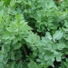 lovage-plants-for-sale-utica-ny