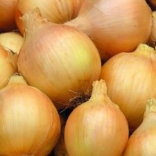 sweet-spanish-yellow-onion-plants-for-sale-utica-ny