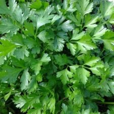 parsley-plants-for-sale