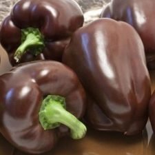 chocolate-beauty-bell-pepper-plants-for-sale-Utica-NY
