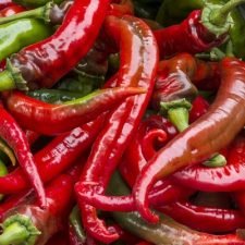 portugal-long-hot-pepper-plants-for-sale