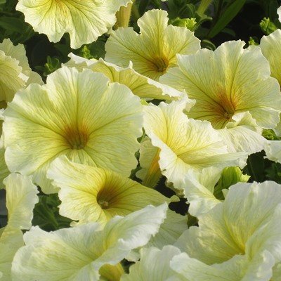 prism-sunshine-petunia-plants-for-sale-utica-ny