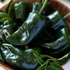 ancho-poblano-hot-pepper-plants-for-sale-utica-ny