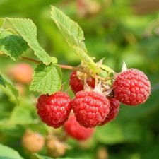nova-raspberry-plants-for-sale-utica-ny