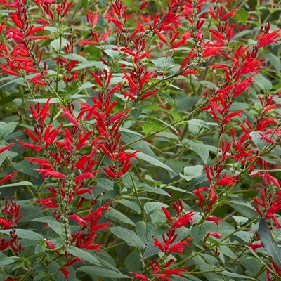 Sage 'Scarlet Pineapple' - Brick House Acres