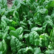 space-spinach-plants-for-sale-utica-ny