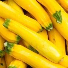 golden-zucchini-summer-squash-plants-for-sale-utica-ny
