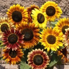 Autumn Beauty Sunflower plants for sale