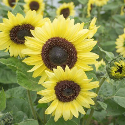 valentine-sunflower-plants-for-sale-utica-ny