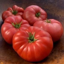 mrs-maxwells-big-italian-tomato-plants-for-sale
