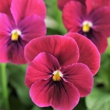 sorbet-carmine-rose-viola-plants-for-sale-utica-ny