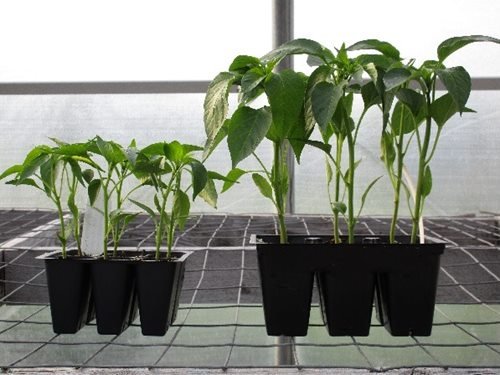 cny-garden-center-6-pack-plants