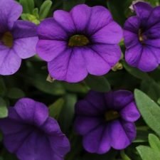 Calibrachoa-million-bells-neo-blue-plants-for-sale