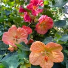 Giant Mix Abutilon plants for sale_Utica NY