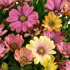 Osticade Twilight Moon African Daisy plants for sale-Utica NY