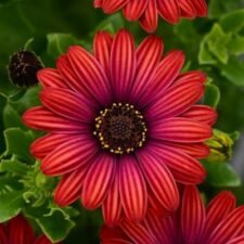 Zion Red African Daisy plants for sale-Utica NY