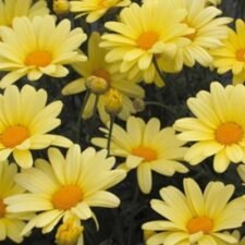Argyranthemum_Beauty Yellow_Marguerite Daisy plants for sale_Utica NY