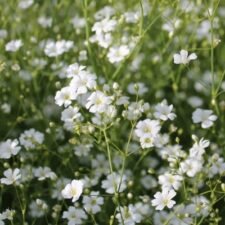 Covent Garden Baby's Breath plants for sale_Utica NY