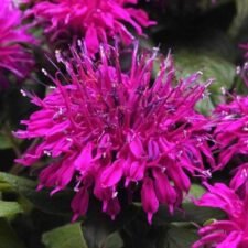 Balmy Purple Monarda Bee Balm plants for sale_Utica NY