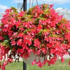 Beauvilia Hot Pink Begonia hanging basket for sale-Utica NY