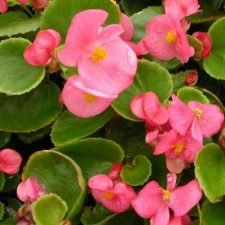 sprint-rose-begonia-plants-for-sale-utica-ny