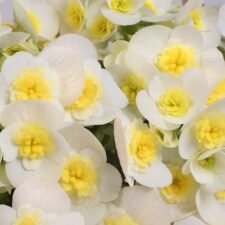 Valentino White Begonia plants for sale_Utica NY