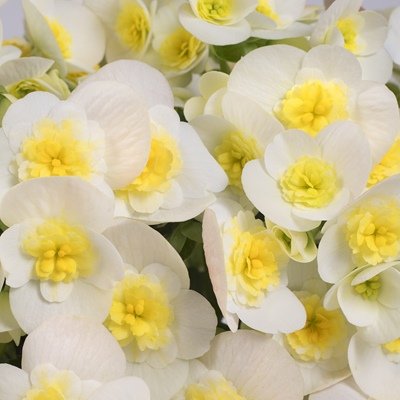 Valentino White Begonia plants for sale_Utica NY