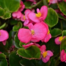 Bada Bing Rose Begonia plants for sale Utica NY