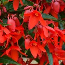 Encanto Red Begonia hanging basket for sale_Utica NY