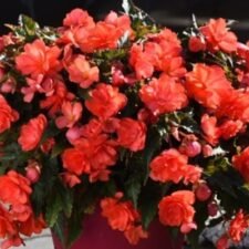 iconia-Miss-Malibou-begonia-hanging-basket-for-sale_Utica NY