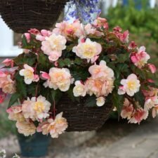 Sweetspice Appleblossom Begonia hanging basket for sale Utica, NY