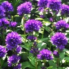 superba-bellflower-plants-for-sale_campanula glomerata_Utica-NY