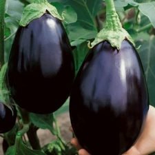 black-beauty-eggplant-plants-for-sale-utica-ny