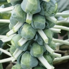 brussels-sprouts-plants-for-sale-utica-ny