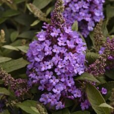 Buddleia-chrysalis-steel-blue-butterfly-bush-plants-for-sale-Utica-NY