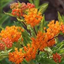 Butterfly Weed