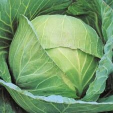 Cabbage 'Brunswick' 6pk