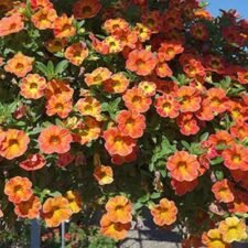 Atomic Orange Calibrachoa Hanging Basket-Utica NY