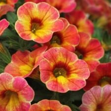 Chameleon Atomic Orange Calibrachoa plants for sale-Utica NY