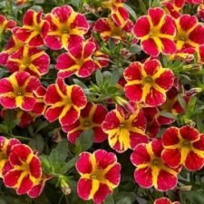 Neo Red Shuffle Calibrachoa Hanging Basket for sale_Utica NY