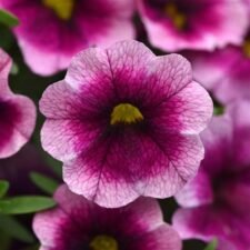 Neo-Rose-Flash-Calibrachoa plants for sale_Utica NY