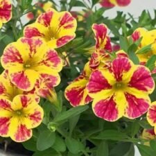 Neo-red-shuffle-calibrachoa plants for sale_Utica NY