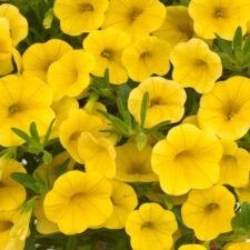 Noa-Yellow-Calibrachoa-plants-for-sale-Utica-NY