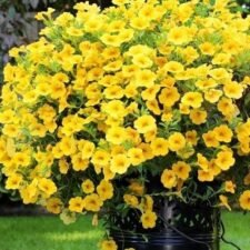 Noa Yellow Calibrachoa Hanging Basket for sale-Utica NY