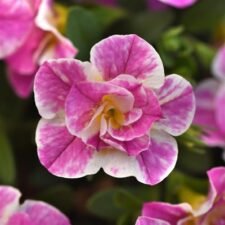 Uno Funtopia Pink Calibrachoa plants for sale-Utica NY