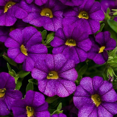 Calibrachoa 'Calitastic Violaceous' - Brick House Acres