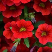 neo-vampire-calibrachoa-million-bells-plants-for-sale